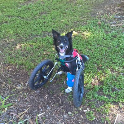 Ziggy with his customised cart.